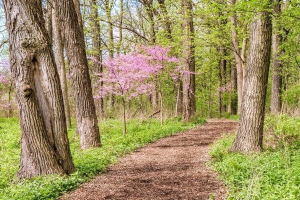 Best hiking trails near Chicago at Morton Arboretum