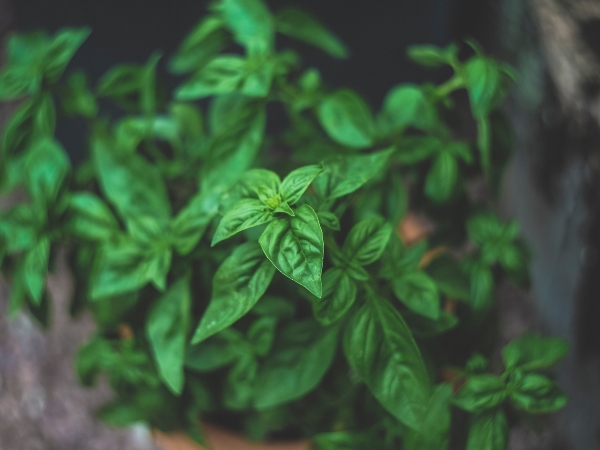 Fresh basil in a pot